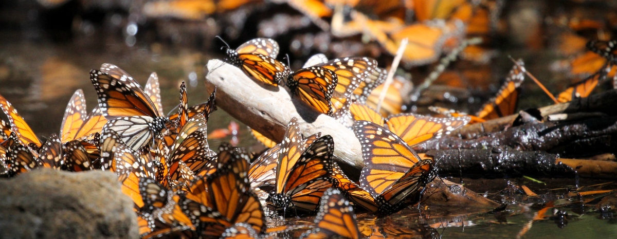 State of Monarch Conservation